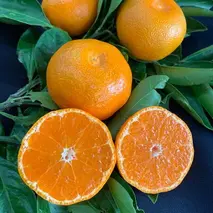 BF6007_【数量限定】 有田みかん 青秀 S,Мサイズ 約10kg 【ミカン 蜜柑 柑橘 温州みかん 有田みかん 和歌山 贈答 ギフト】