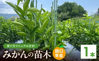 ZE6478_苗木 みかん 2年生【田口早生】 1本