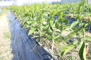 ZE6476_清見(きよみ)苗木 2年生 1本