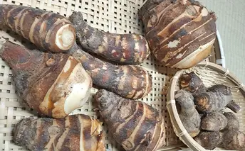 姫路伝統野菜『海老芋』2kg（ご家庭用・サイズミックス） 根菜 いも 