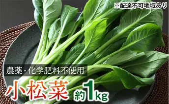 栽培期間中農薬化学肥料不使用の小松菜詰め合わせ　約1kg（100g×10袋） 野菜 スムージーに 