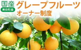 国産(美浜町産)グレープフルーツオーナー制度 ◆