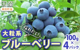 採れたて！大粒系ブルーベリー　100g×4パック ※2026年5月上旬〜7月上旬頃に順次発送予定