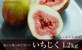 【皮ごと食べれて甘い】あかね農園「いちじく」約1.2kg 果物 フルーツ イチジク 無花果 デザート おやつ 産地直送 