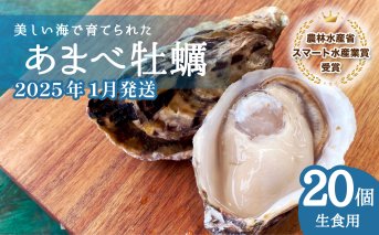 あまべ牡蠣 20個 牡蠣 シングルシード 生食用 殻付き かき カキ オイスター 生ガキ 生牡蠣 生がき 生かき ギフト 貝 旨味 【2025年1月発送】