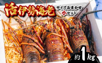 伊勢海老 活伊勢海老 約1kg サイズおまかせ 伊勢えび 伊勢エビ いせえび イセエビ 季節限定 海老 えび エビ 高級 国産 海鮮 ギフト お正月 【要受取日指定／年末配送可】