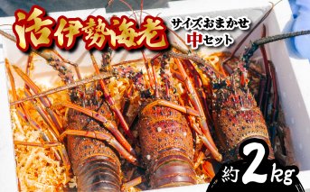 伊勢海老 活伊勢海老 約2kg サイズおまかせ 伊勢えび 伊勢エビ いせえび イセエビ 季節限定 海老 えび エビ 高級 国産 海鮮 ギフト お正月 【要受取日指定／年末配送可】