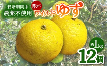 【期間限定】ワイルドゆず12個（約１kg） 期間限定 ゆず 12個 約1kg ワイルドゆず ユズ 柚子 訳あり