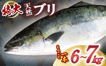 【先行予約】 産地直送！ 超特大！海陽町よりブリまるごと１本をお届け！ ぶり 鰤 海鮮 新鮮 魚 国産 ぶりしゃぶ 【2025年3月下旬～4月にお届け】