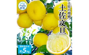 TKA039　先行予約 土佐の柑橘 土佐文旦 5kg 詰め合わせ 文旦 5キロ ぶんたん 柑橘 高知県 高知 返礼品 故郷納税 14000円 果物 くだもの フルーツ お取り寄せ 美味しい おいしい ギフト プレゼント 贈答品 お歳暮 御歳暮 贈り物 熨斗 のし 常温