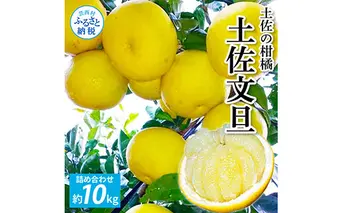 TKA041　先行予約 土佐の柑橘 土佐文旦 10kg 詰め合わせ 文旦 ぶんたん 10キロ 柑橘 高知県 高知 返礼品 故郷納税 23000円 果物 くだもの フルーツ お取り寄せ 美味しい おいしい ギフト プレゼント 贈答品 贈り物 お歳暮 御歳暮 熨斗 のし 常温