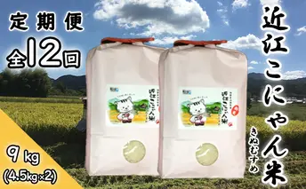 【定期便-12回】近江こにゃん米「きぬむすめ」【9kg】毎月お届け お米 上白精米 