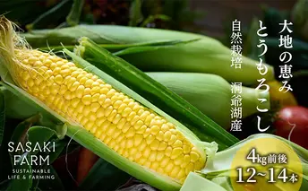 北海道産 とうもろこし 4kg前後 12-14本 8月30日から9月末頃まで順次出荷 北海道 トウモロコシ とうきび 旬 完熟 朝もぎ 野菜 産地直送 お取り寄せ 佐々木ファーム 送料無料 洞爺湖