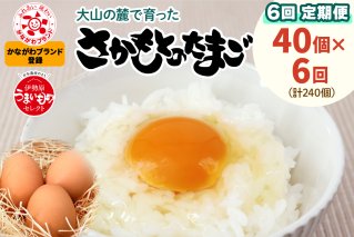 [定期便] たまご 合計240個 (40個×6回)｜坂本養鶏 大山の麓で育ったさかもとのたまご 赤玉卵 玉子 鶏卵 [0093]