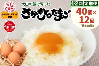 [定期便] たまご 合計480個 (40個×12回)｜坂本養鶏 大山の麓で育ったさかもとのたまご 赤玉卵 玉子 鶏卵 [0098]