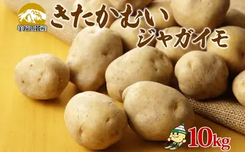 北海道産 じゃがいも きたかむい 約10kg Lサイズ ジャガイモ キタカムイ 馬鈴薯 いも ポテト 常備野菜 根菜 産直 国産 日本産 JAようてい 送料無料 北海道 倶知安町 北海道のジャガイモ 食品