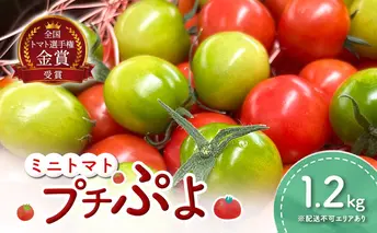 ミニトマト プチぷよ 1.2kg セット 詰め合わせ 第一回全国ミニトマト選手権銀賞 プチトマト 薄皮 高糖度トマト 甘い 高糖度 とまと 野菜 季節の野菜 旬の野菜 兵庫 兵庫県 稲美町