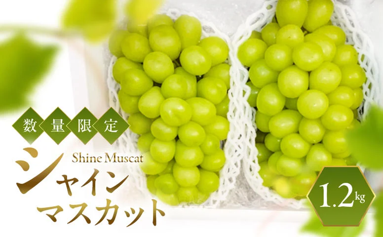 シャインマスカット 2026年発送 数量限定 ぶどう 1.2kg ブドウ 果物