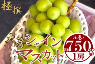 大房 シャインマスカット 1房 約750g特大 大房 マスカット ぶどう 葡萄 ブドウ フルーツ 果物 くだもの 大きい 瀬戸内 果汁 フルーツ 高級 デザート 果実 青果 甘い 美肌 季節 国産 ふるさと納税マスカット ふるさと納税ぶどう 香川県 丸亀市