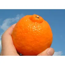 V7406_ポンカン[約8kg]和歌山県有田産 春みかん (果実サイズおまかせ) 春みかん 紀伊国屋文左衛門本舗