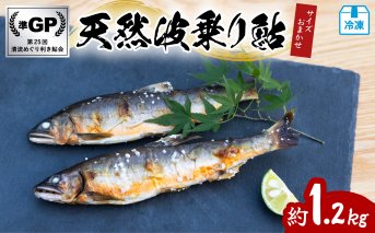 天然波乗り鮎 約1.2kg サイズおまかせ 8～24尾 鮎 天然 約1.2kg あゆ アユ 天然鮎 清流 海部川 川魚 冷凍