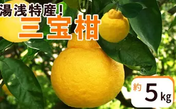 ZP6106n_【2026年先行予約】湯浅特産！ 三宝柑 5kg