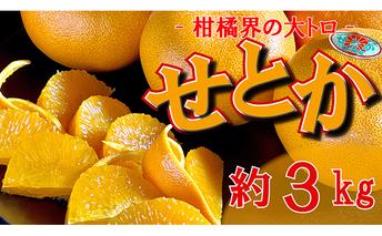 せとか 約3kg 柑橘界の大トロ フルーツ 果物 柑橘 柑橘類 オレンジ みかん 旬 季節のフルーツ 旬のフルーツ デザート おやつ 旬の果物 季節の果物 香川 香川県 丸亀 丸亀市 先行 予約 2026 2月以降発送開始