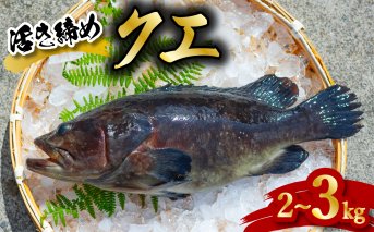 【年内限り！】クエ 活き締め 2～3kg 本クエ アラ 鮮魚 クエ鍋 高級 高級魚 産地直送 冷蔵 養殖 国産 九絵