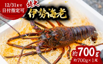 伊勢海老 特大 約700g 約700g×1尾 伊勢えび 伊勢エビ いせえび イセエビ 海老 えび エビ 海鮮 海産物 海の幸 おせち 高級 国産 海鮮 ギフト 【配送日指定】