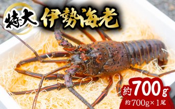 伊勢海老 特大 約700g 約700g×1尾 伊勢えび 伊勢エビ いせえび イセエビ 海老 えび エビ 海鮮 海産物 海の幸 おせち 高級 国産 海鮮 ギフト 【配送日指定】