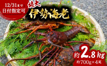 伊勢海老 特大 約2.8kg 約700g×4尾 伊勢えび 伊勢エビ いせえび イセエビ 海老 えび エビ 海鮮 海産物 海の幸 おせち 高級 国産 海鮮 ギフト 【配送日指定】