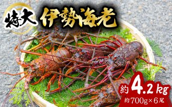 伊勢海老 特大 約4.2kg 約700g×6尾 伊勢えび 伊勢エビ いせえび イセエビ 海老 えび エビ 海鮮 海産物 海の幸 おせち 高級 国産 海鮮 ギフト 【配送日指定】