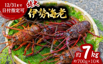 伊勢海老 特大 約7kg 約700g×10尾 伊勢えび 伊勢エビ いせえび イセエビ 海老 えび エビ 海鮮 海産物 海の幸 おせち 高級 国産 海鮮 ギフト 【配送日指定】