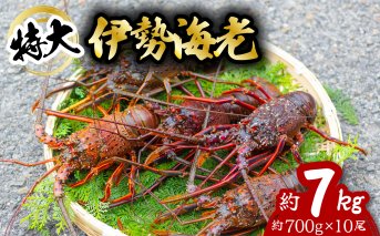 伊勢海老 特大 約7kg 約700g×10尾 伊勢えび 伊勢エビ いせえび イセエビ 海老 えび エビ 海鮮 海産物 海の幸 おせち 高級 国産 海鮮 ギフト 【配送日指定】