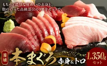 AZ6020_本マグロ （養殖） 赤身 ＆ トロ セット 1350g