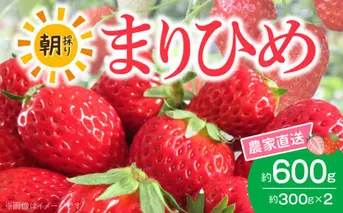 AB7334_【2026年先行予約】朝摘み 完熟 まりひめ いちご 約300g×2パック (合計約600g)
