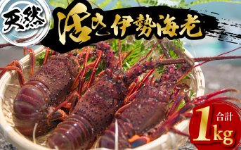 先行予約 天然 伊勢海老 1kg 活伊勢海老 厳選 産地直送