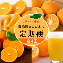 ZT6234n_ 【定期便 4回】こだわりの定期便 藤秀園 【ミカン 蜜柑 柑橘 温州みかん 和歌山 有田 楽天限定】【みかん 柑橘 定期便 頒布会 和歌山】