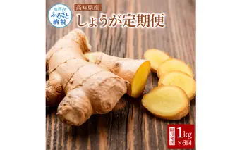 t184yty　高知県産 生姜 定期便 〈隔月発送 1kgｘ6回 合計6kg〉 ショウガ しょうが 土佐一 定期便 定期コース 6ヶ月 野菜 ジンジャー おかず 料理 生姜焼き 生姜湯 薬味
