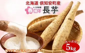 【 2026年 出荷 】 北海道 倶知安町産 長芋 2L×約6本 計5kg 春堀り 芋 ながいも とろろ 新鮮 フレッシュ 野菜 農作物 産直 山芋 麦とろ 山かけ おつまみ グリーンアースファーム 送料無料 北海道 倶知安町 新鮮野菜