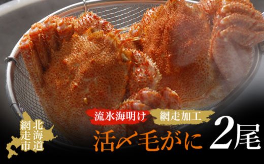 先行予約】流氷海明け活〆毛がに2尾（冷蔵便）【2026年4月中旬～発送