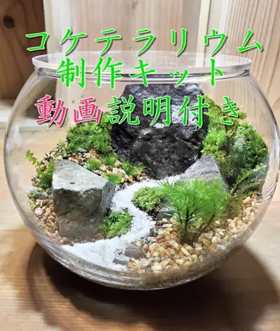 テラニウム(ハンドメイド) コケテラリウム制作キット直径15cm 動画説明付き〈コケ 苔 こけ 植物
