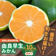 BB6202_ 和歌山由良町産 由良早生みかん 約10kg 訳あり キズ 御家庭用 サイズ混合