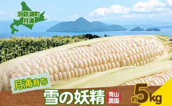 北海道 洞爺湖町 月浦 雪の妖精 5kg 先行受付 8月中旬~9月中旬頃にお届け とうもろこしトウモロコシ とうきび スイート コーン 旬 野菜 甘い 大粒 人気 朝採り 産地直送 青山農園 送料無料 洞爺湖