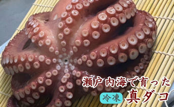 瀬戸内からおくる 冷凍マダコ 約1kg