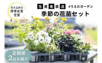 花 定期便 2ヶ月季節の花苗 セット 花き品評会理事長賞受賞 花苗 生産者直送 庭季節の花苗セット ガーデニング 花壇 苗 苗木 花の苗 花の苗物 定期 お楽しみ 2回 お届け 