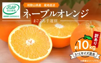 ZE6445_【2026年先行予約】和歌山県産 ネーブルオレンジ 【訳あり 家庭用】10kg サイズ混合 【まごころ手選別】