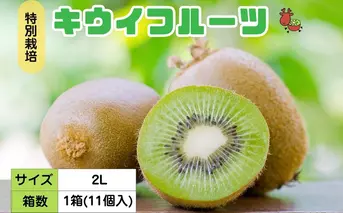 ＜12月以降順次発送＞プレミアムキウイフルーツ 2L サイズ 11個入 追熟処理済／ ふるさと納税 キウイ キウイフルーツ ギフト 栄養 果物 お土産 化学肥料不使用 特別栽培 塩 奈良県 宇陀市 やまとファームJAPAN