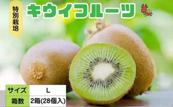 ＜12月以降順次発送＞プレミアムキウイフルーツ Lサイズ 14個×2箱入 追熟処理済 追熟処理済／ ふるさと納税 キウイ キウイフルーツ ギフト 栄養 果物 お土産 化学肥料不使用 特別栽培 塩 奈良県 宇陀市 やまとファームJAPAN
