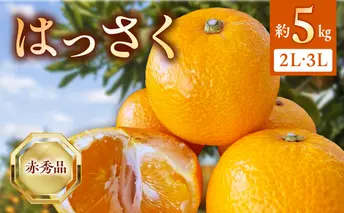 BF6068_（2026年先行受付）はっさく 赤秀品2L、3Lサイズ 5kg